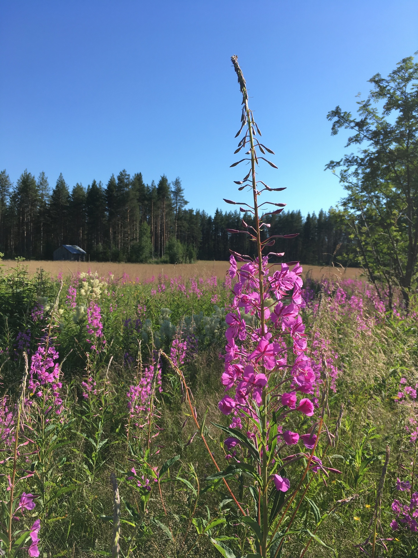 Lilla Granholmen 30 - Bild 35