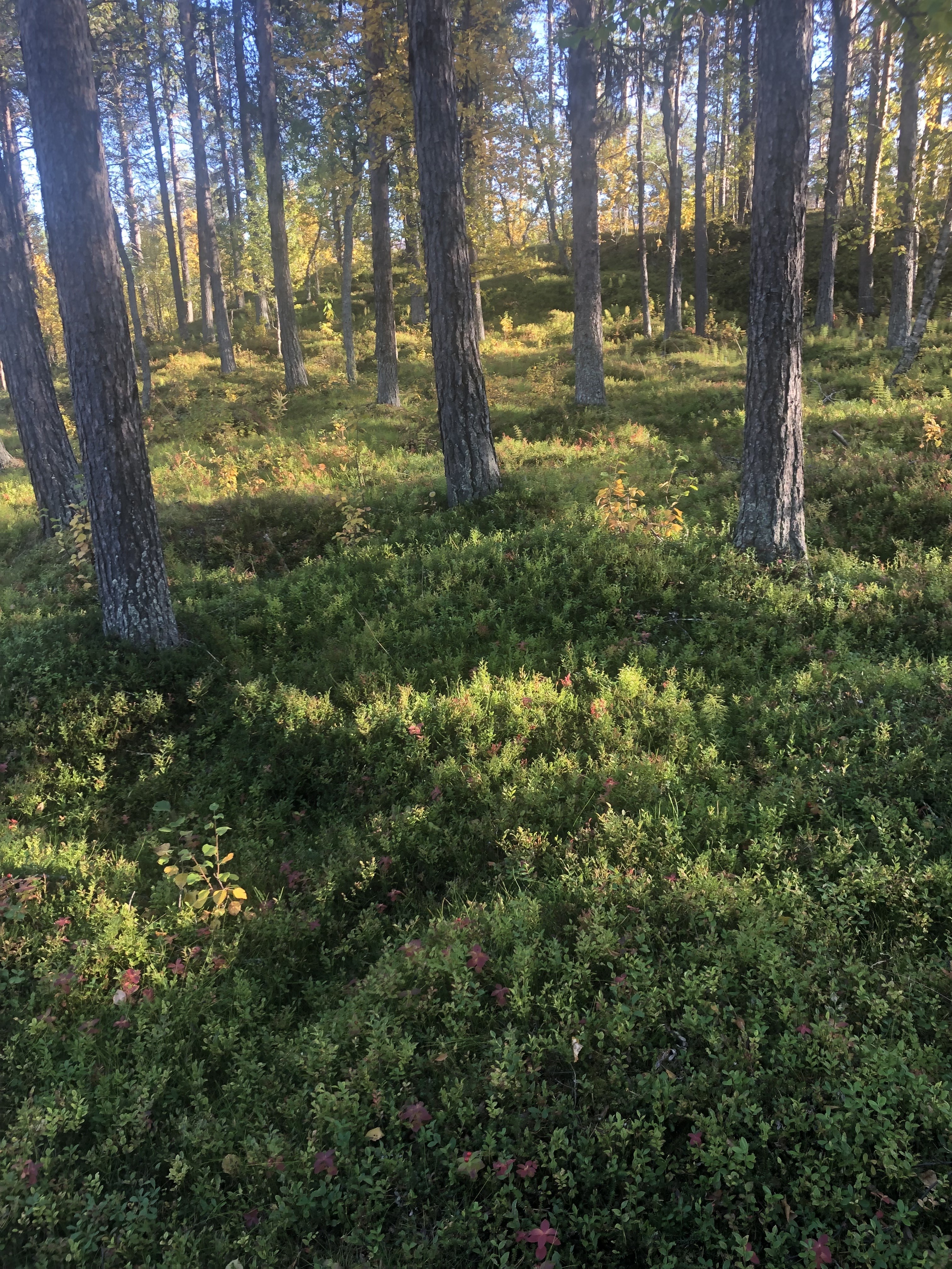 Tullbacksvägen 5 bild nr 37