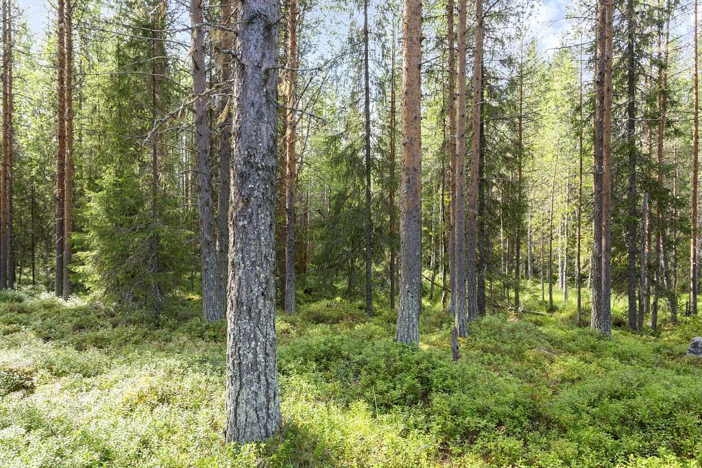 Serrejaur 1:12 - Bild 19