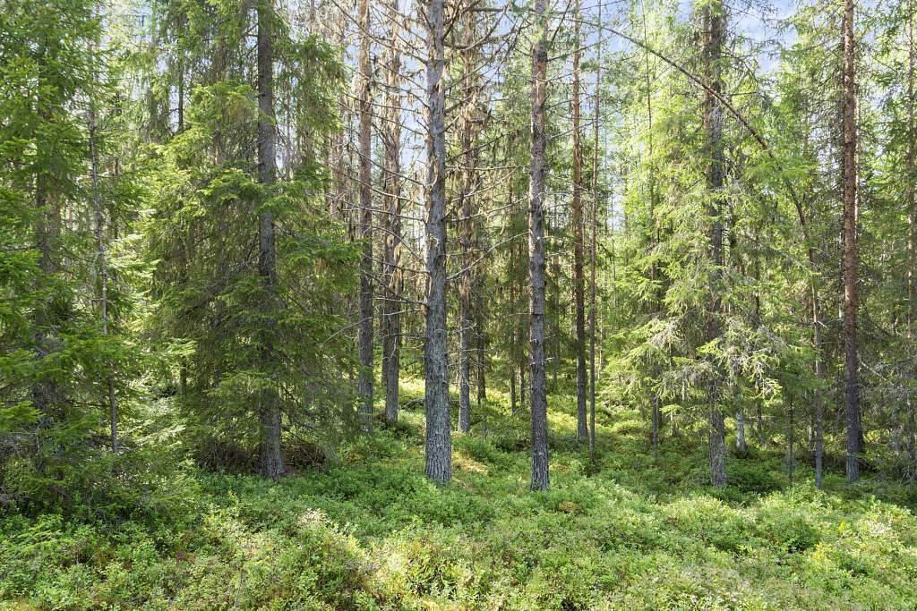 Serrejaur 1:12 - Bild 21