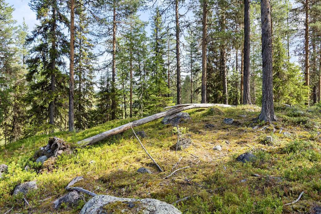 Serrejaur 1:12 - Bild 24