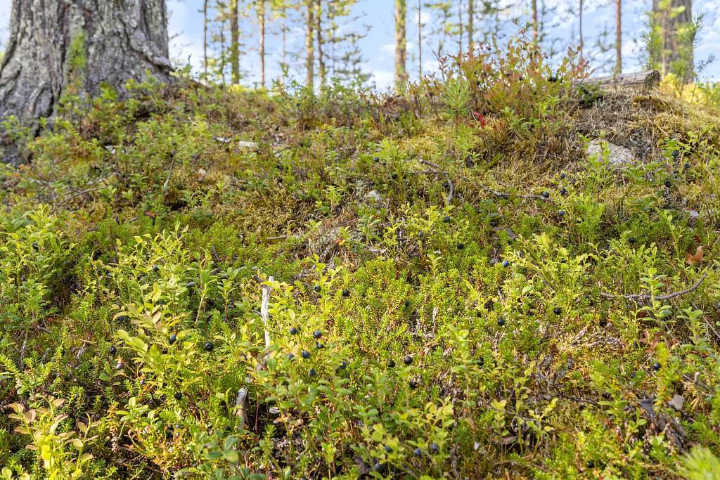 Serrejaur 1:12 - Bild 25