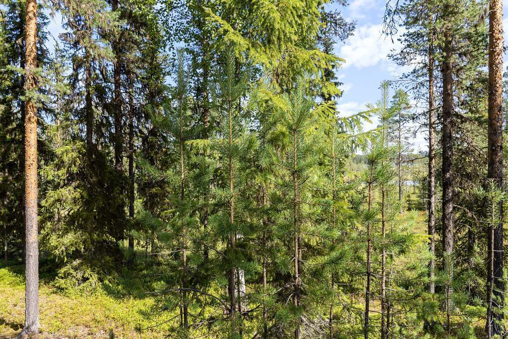 Serrejaur 1:12 - Bild 26