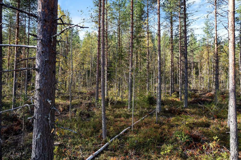 Strandvägen 55 bild nr 7