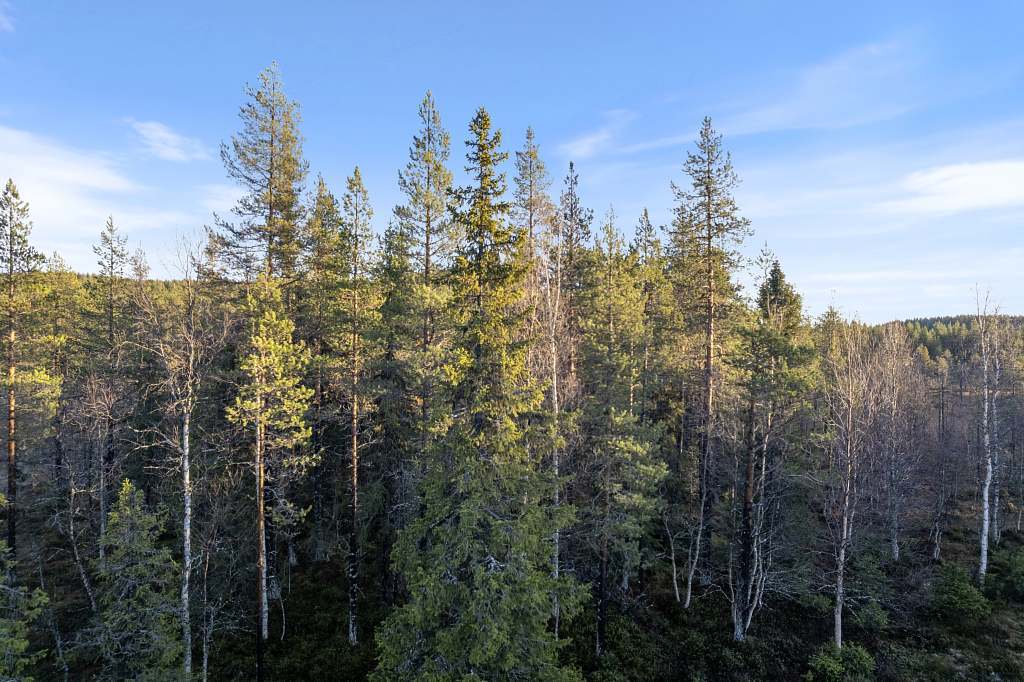 Objekt Grundträsk 1:2